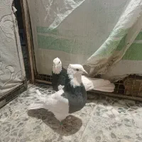 کفتر کوارتبعدی|پرنده|کوار, |دیوار