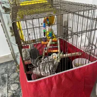 قفس عروس هلندی|لوازم جانبی حیوانات|نسیم‌شهر, |دیوار