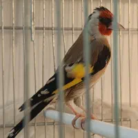 سهره رسمی نر