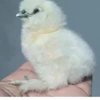 جوجه ابریشمی