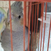 عروس هلندی نر و ماده(جفت نیستن)|پرنده|الشتر, |دیوار