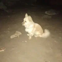 سگ پا کوتاه