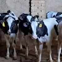 ۱۳راس گوساله نر هلیشتاین۱۳۵کیلو درجه یک