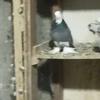 هما وشازده