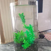 آکواریوم شیک جمع جور تکمیل