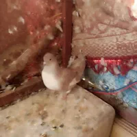 سه عدد کفتر دوکت زرد و گرگی|پرنده|اشکذر, |دیوار