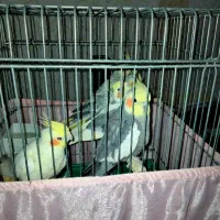 عروس هلندی گل باقالی ‌سینامون لوتینو ابلغ