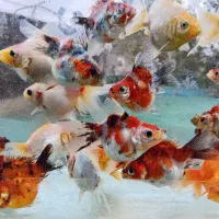 گلدفیش ماهی|ماهی|سنندج, |دیوار