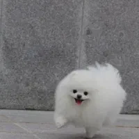 سگ پامر پامرانین نر خرسی عروسکی جیبی کشش|سگ|اصفهان, خانه اصفهان|دیوار