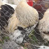 تخم برهما حرفه ای دونه 80 هزار