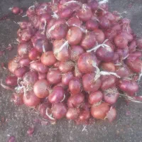 پیاز محلی گوغر کیلو ۳۵ شلغم  ۴۵ تحویل در خونه|حراج|سیرجان, |دیوار