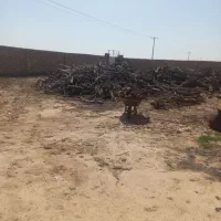 خریدچوب وریشه وچوب پسته وهرس درختان بااره برقی|خدمات باغبانی و درختکاری|نیشابور, باغرود|دیوار