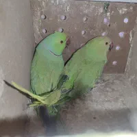 جفت طوطی ملنگو