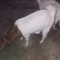 گوسفند فروشی|حیوانات مزرعه|سراوان, |دیوار