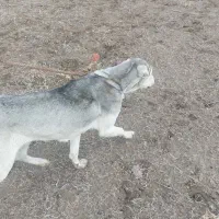 ماده پژدر واگذار میشود