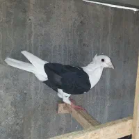 دوکت پلاکی گراف کاکلی/سارسرور/نواری کت سفید/چپ|پرنده|مشهد, نیروی هوایی|دیوار