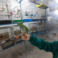 راهب فول صحبت کن رام دستی