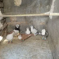 کبوتر هوایی و جفتگاه طوقی کلاغ دم ساده|پرنده|قائن, |دیوار