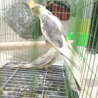 طوطی عروس هلندی|پرنده|قزوین, |دیوار