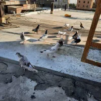 کفتر پریشی