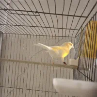 قناری جفت موزایکی|پرنده|قزوین, |دیوار