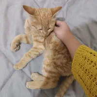 بچه گربه رایگان