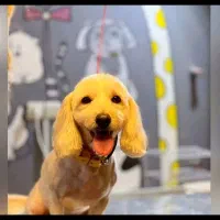 واگذاری شیتزو تریر نر