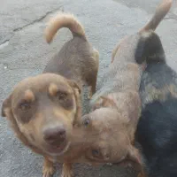 سگ پاکوتاه