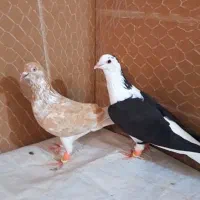 کبوتر ماده هوایی