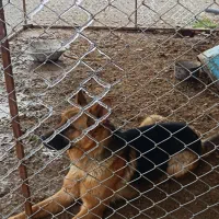 1عدد سگ ژرمن شپرد اصل