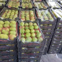 کارگر برای سردخانه وباغ سرکارگر هستم