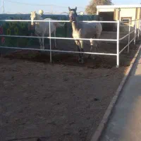 اسب|اسب و تجهیزات اسب‌سواری|گناباد, |دیوار