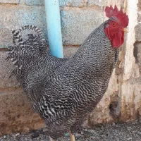 تخم نطفه دار نژاد پلیموت راک آمریکایی|حیوانات مزرعه|لنجان, |دیوار