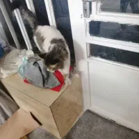 گربه دست اموز|گربه|کازرون, |دیوار