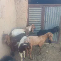 چپش پاکستانی درجه یک برای داشت