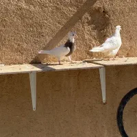 ۳۷ عدد طوقی |پرنده|شهرضا, |دیوار