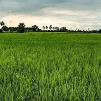 زمین کشاورزی