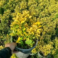 شمشادطلایی سطل ۱۰