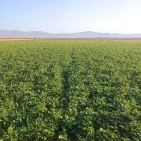 معاوضه زمین کشاورزی اجاره ای