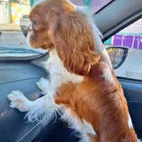 سگ نژاد کمیاب کاوالیر گینگ چارلز