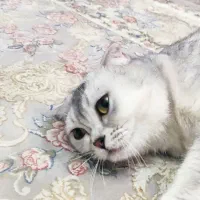 گربه|گربه|تهران, زیبادشت|دیوار