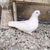 دوتا کفتر ماده|پرنده|خمینی‌شهر, |دیوار