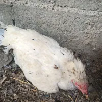 ماده کرچ بدون تخم