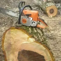 خرید و فروش چوب|خدمات باغبانی و درختکاری|ملایر, |دیوار