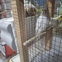 عروس هلندی جفت ومرغ عشق|پرنده|بندرعباس, |دیوار