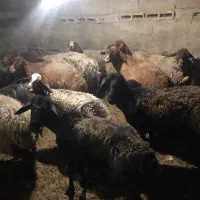 میش و بره جوان|حیوانات مزرعه|قرچک, ولی آباد|دیوار