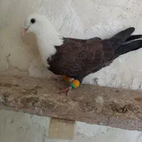 سر سفید|پرنده|محمدیه-قزوین, |دیوار