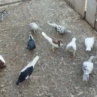 همه جوان کفتر