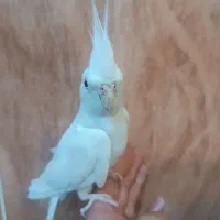 عروس هلندی نر البینو دستی|پرنده|فسا, |دیوار