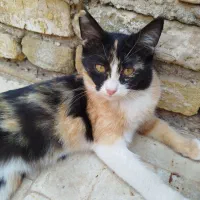 واگذاری ۴ بچه گربه (باهم)|گربه|میبد, |دیوار